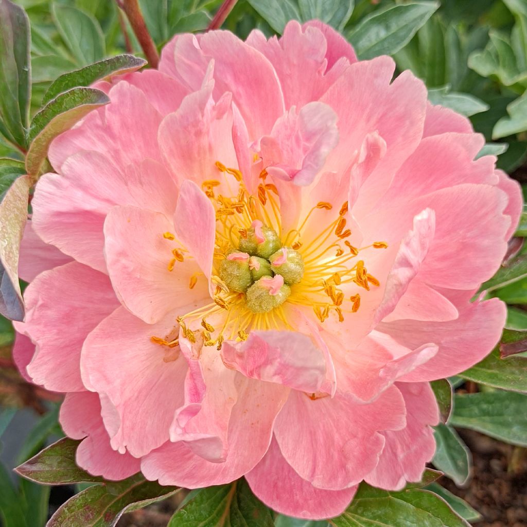 Paeonia lactiflora Pink Hawaiian Coral - Edel-Pfingstrosen