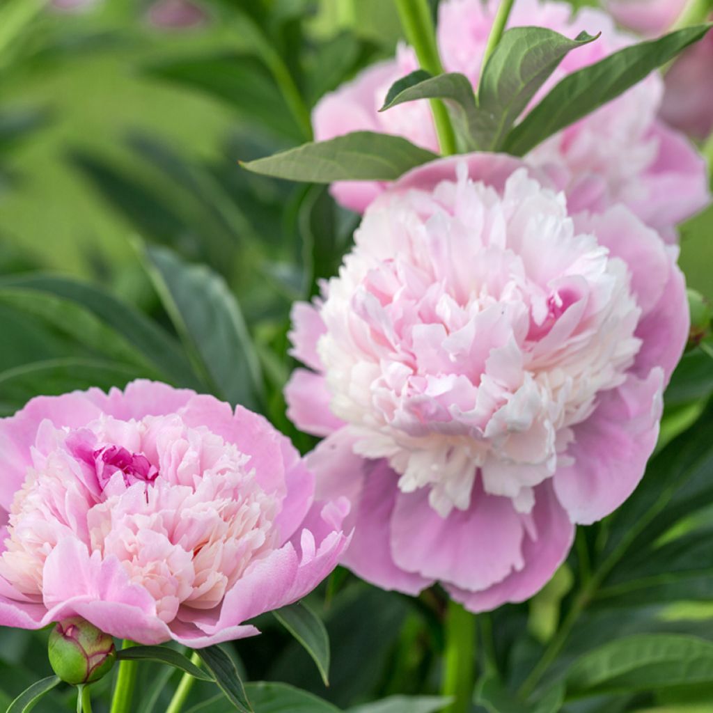 Paeonia lactiflora Sorbet - Edel-Pfingstrosen