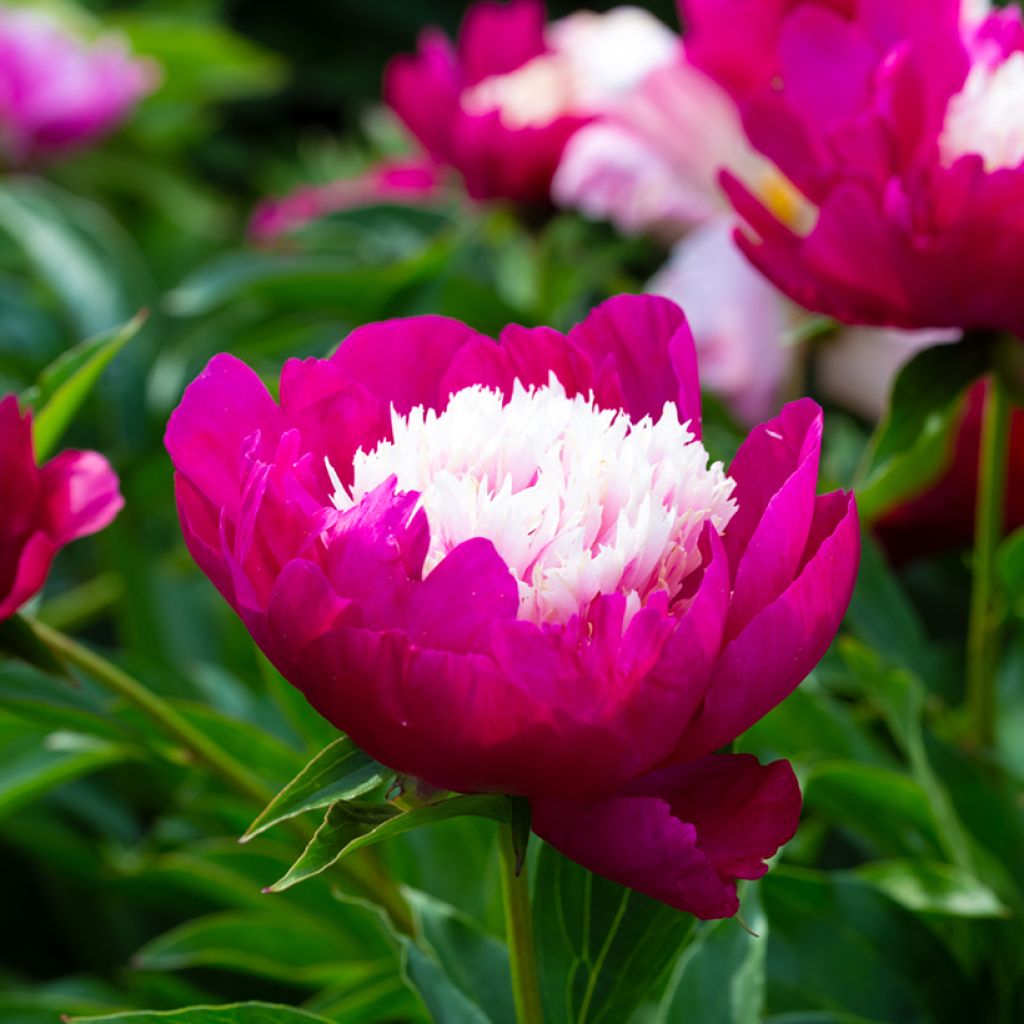 Paeonia lactiflora Tom Cat - Edel-Pfingstrosen