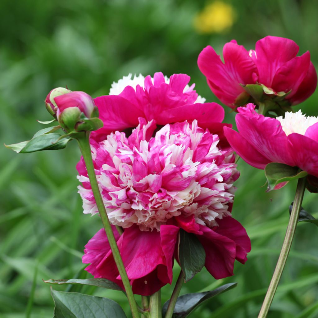 Paeonia lactiflora White Cap - Edel-Pfingstrosen
