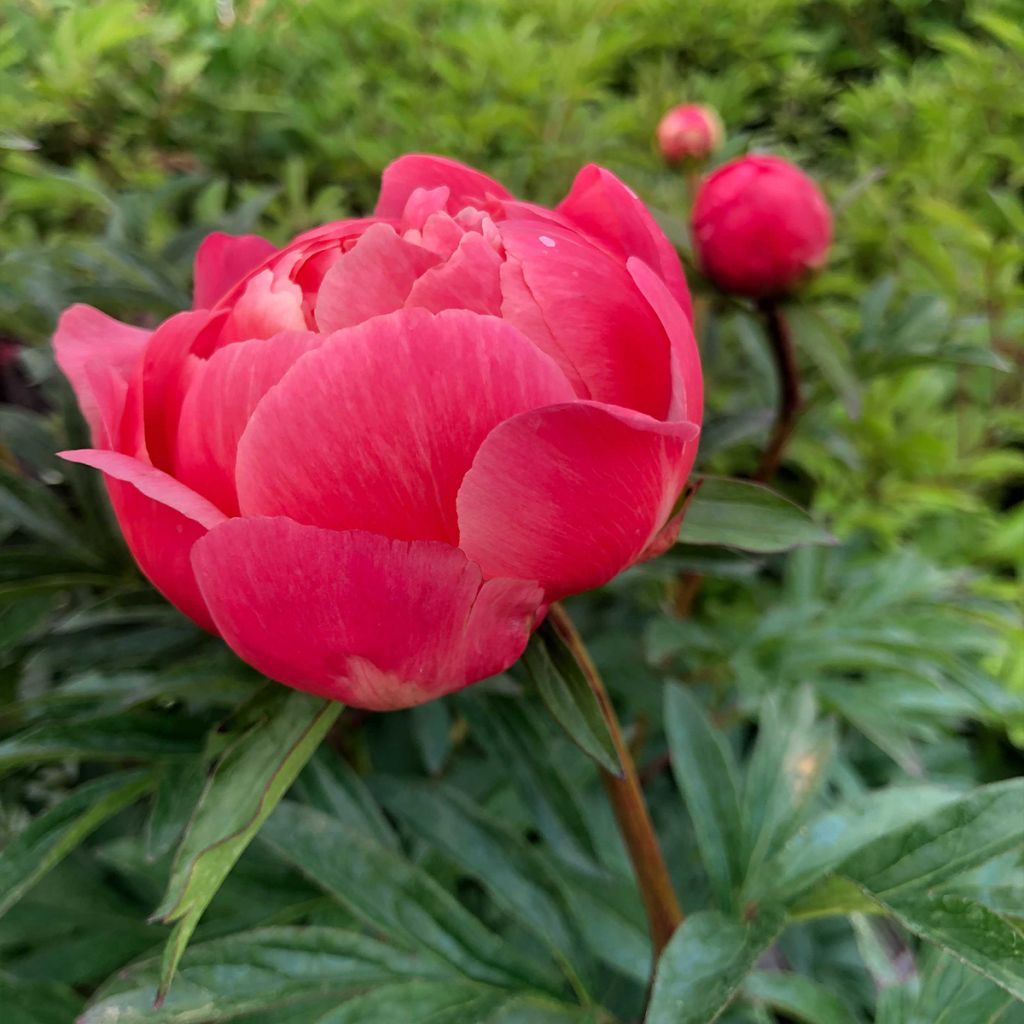 Paeonia lactiflora Coral Charm - Edel-Pfingstrosen