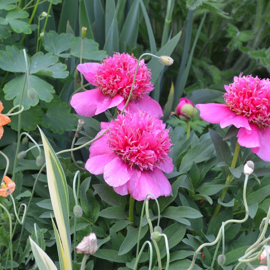 Pivoine officinale Anemoniflora - Pfingstrose