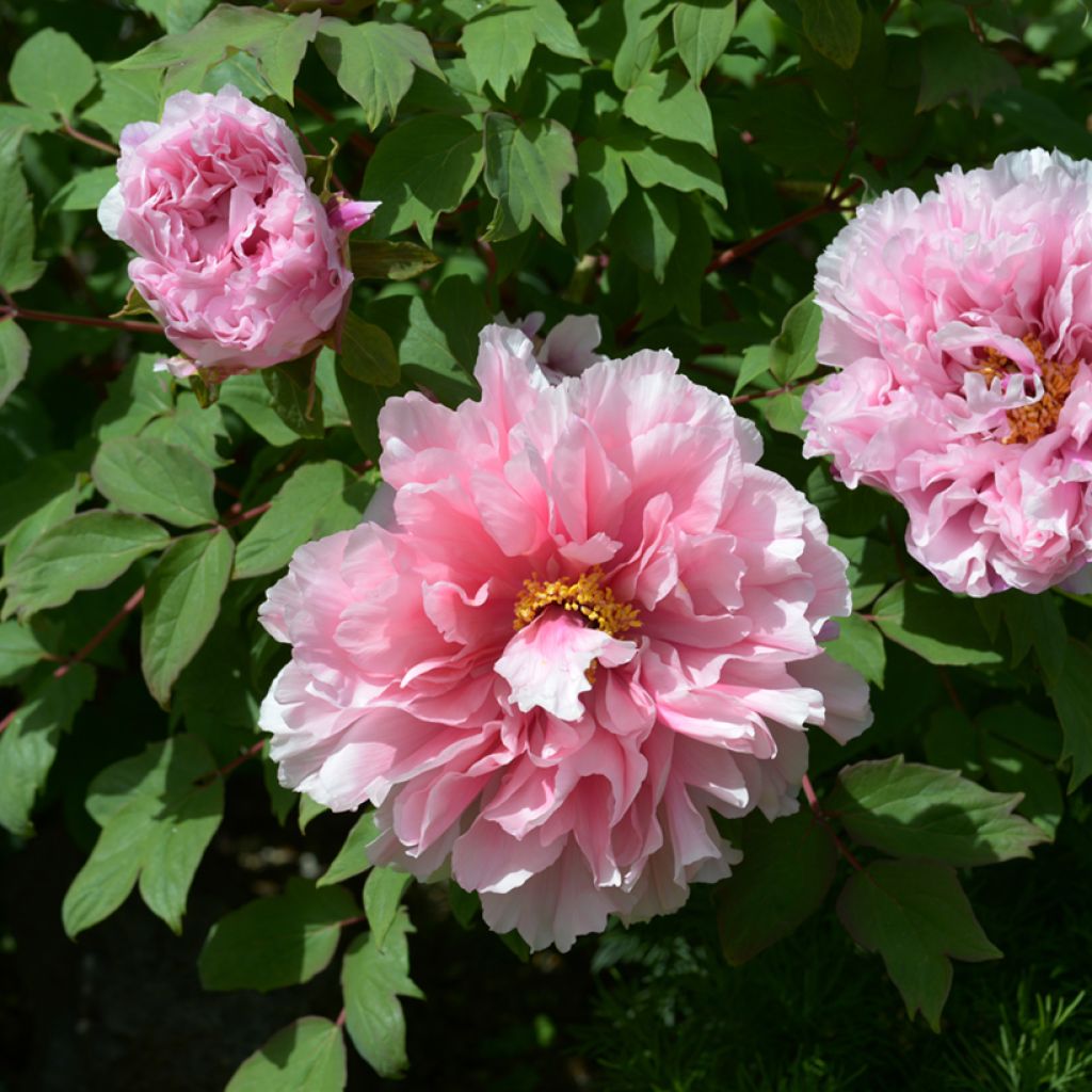 Paeonia suffruticosa Pink - Strauch-Pfingstrose