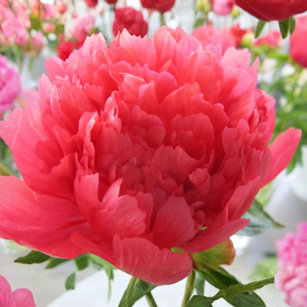 Pivoine lactiflora Lorelei - Edel-Pfingstrosen