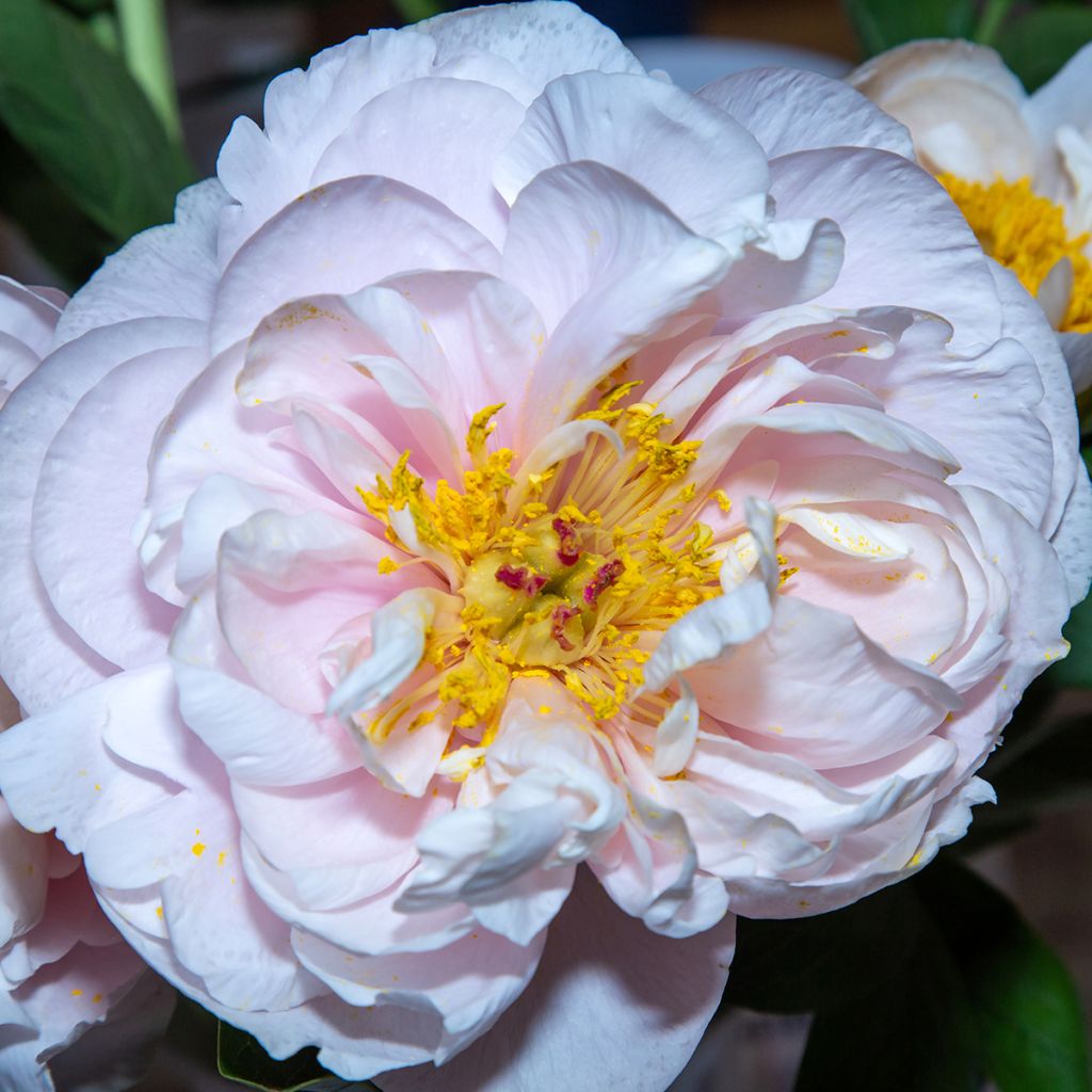 Pivoine Blushing Princess - Edel-Pfingstrosen