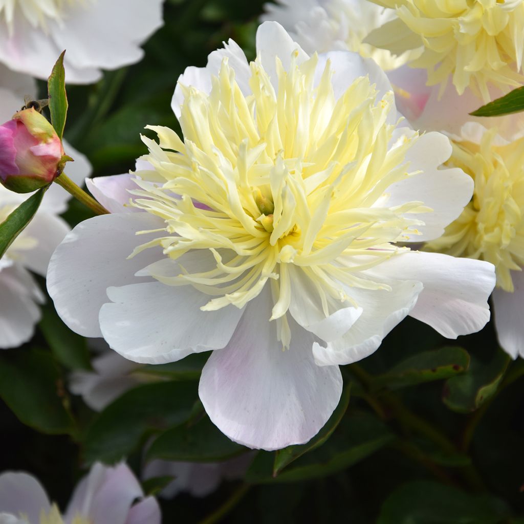 Pivoine lactiflora Butter Bowl - Edel-Pfingstrosen