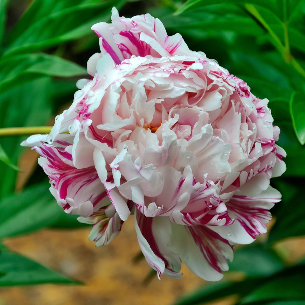 Pivoine lactiflora Candy Stripe - Edel-Pfingstrosen