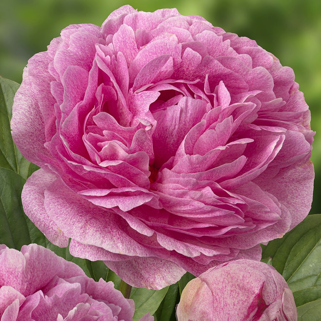 Pivoine lactiflora The Fawn - Edel-Pfingstrosen