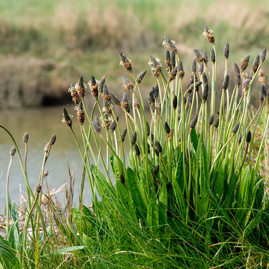Spitz-Wegerich Bio - Ferme de Sainte Marthe - Plantago lanceolata