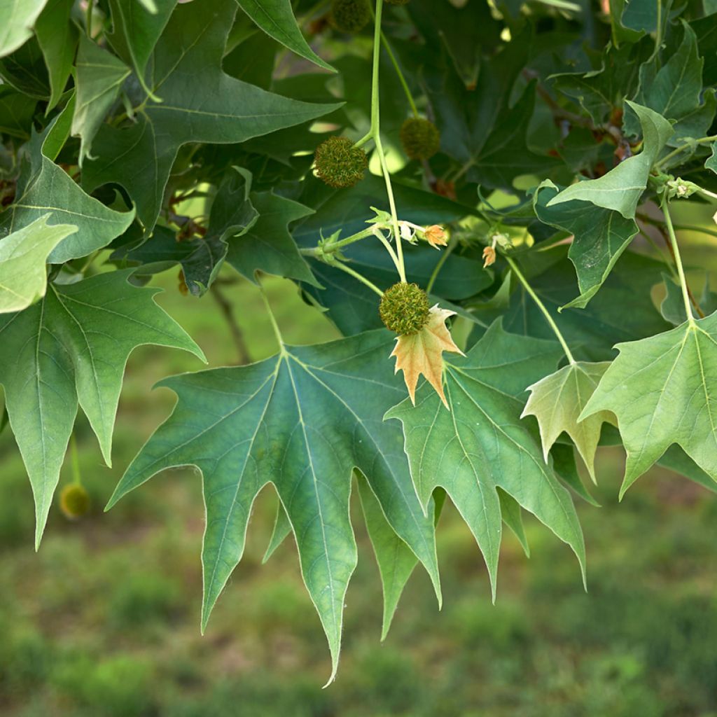 Platanus orientalis - Morgenländische Platane