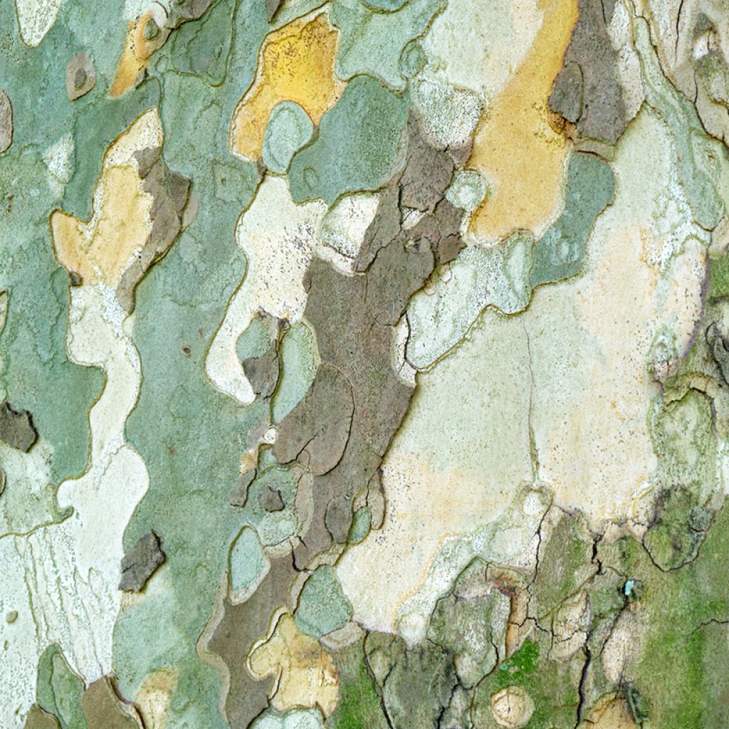 Platanus orientalis - Morgenländische Platane