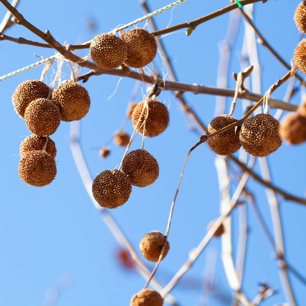 Platanus orientalis - Morgenländische Platane
