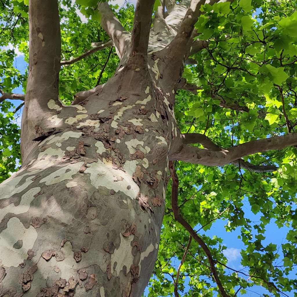 Platanus orientalis - Morgenländische Platane