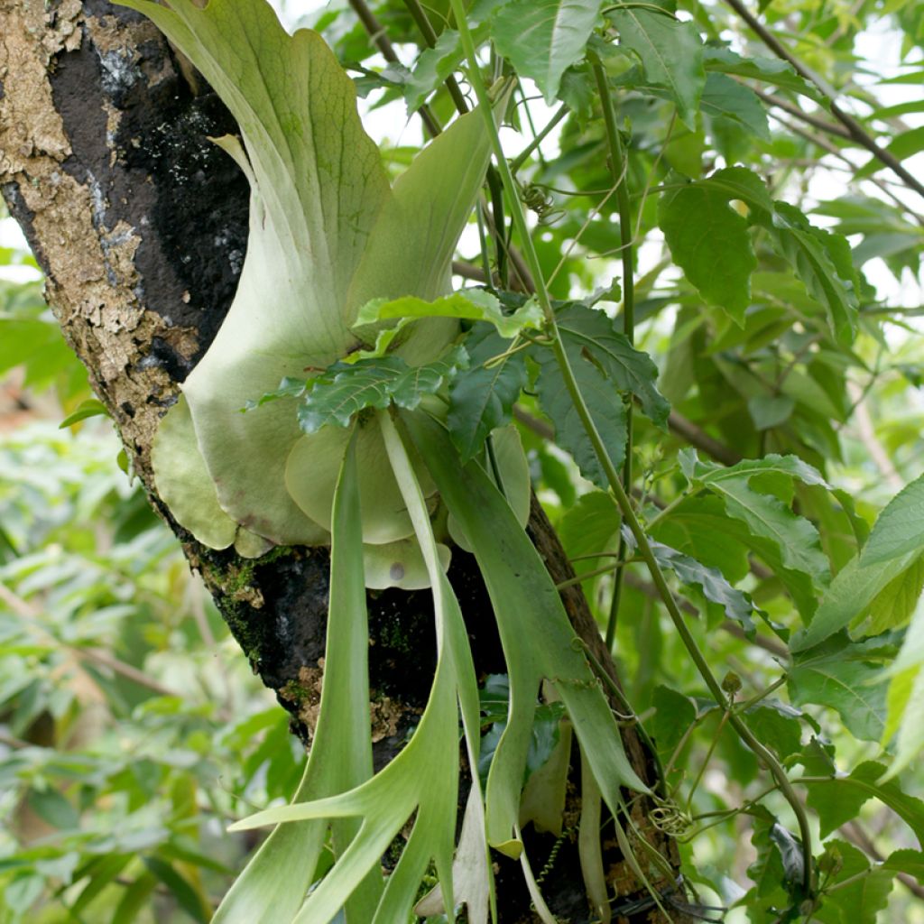 Geweihfarn - Platycerium alcicorne