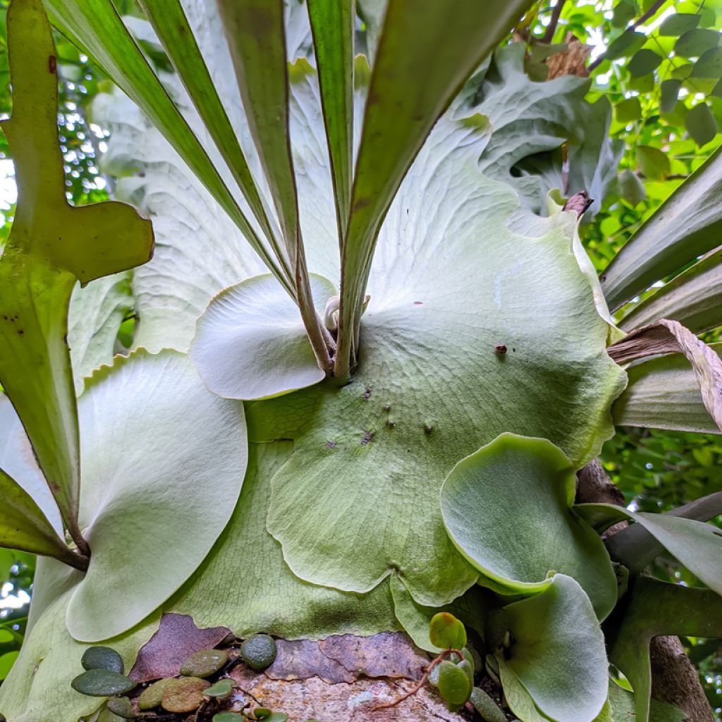 Geweihfarn - Platycerium alcicorne