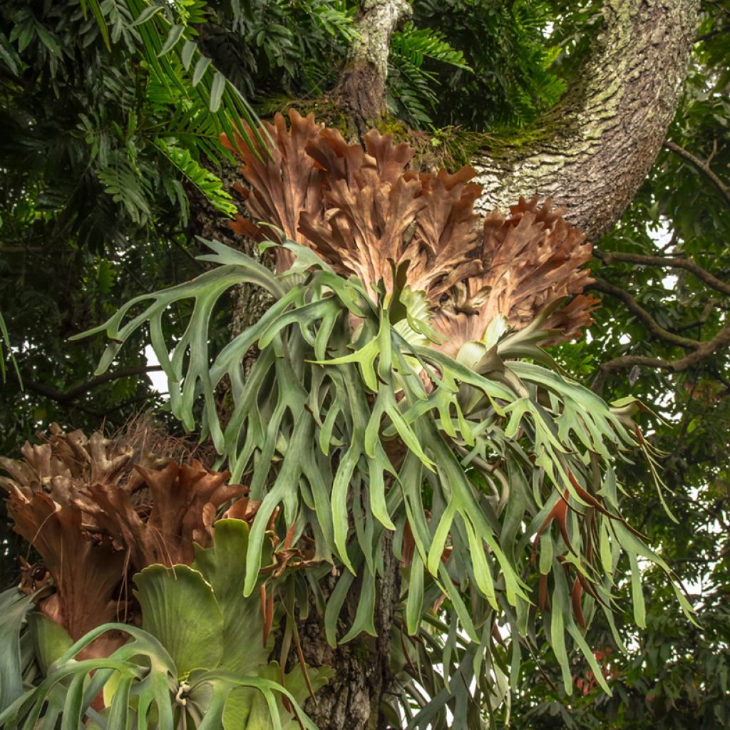 Geweihfarn - Platycerium alcicorne