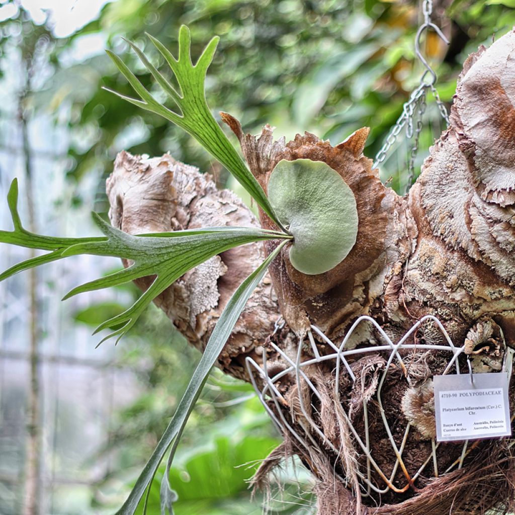 Geweihfarn - Platycerium bifurcatum