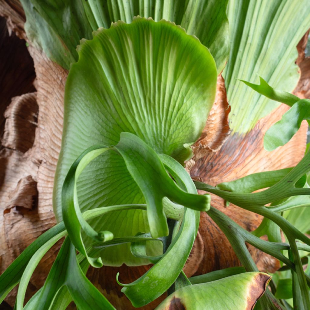 Geweihfarn - Platycerium bifurcatum