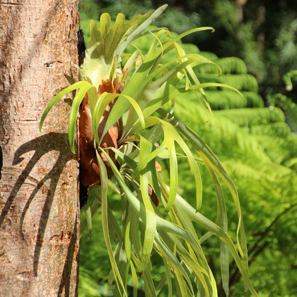 Geweihfarn - Platycerium bifurcatum