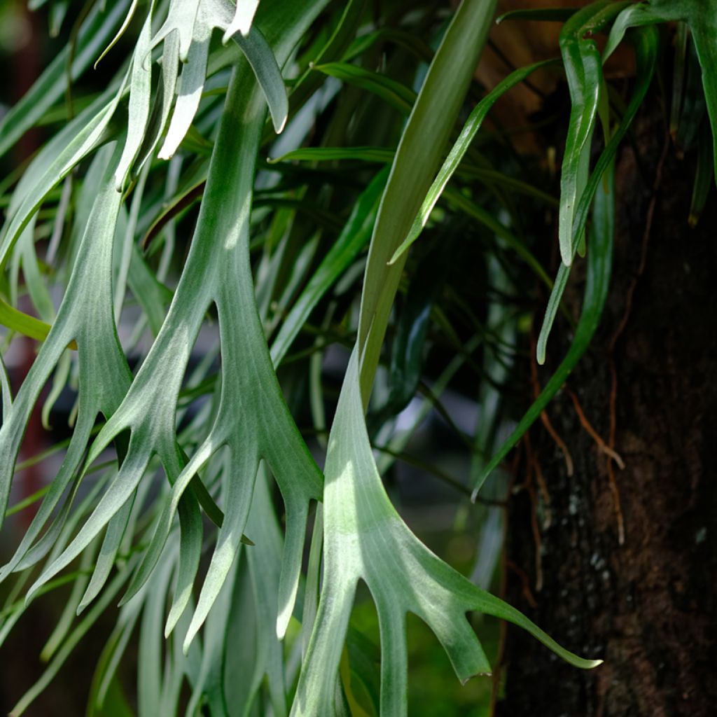 Geweihfarn - Platycerium bifurcatum