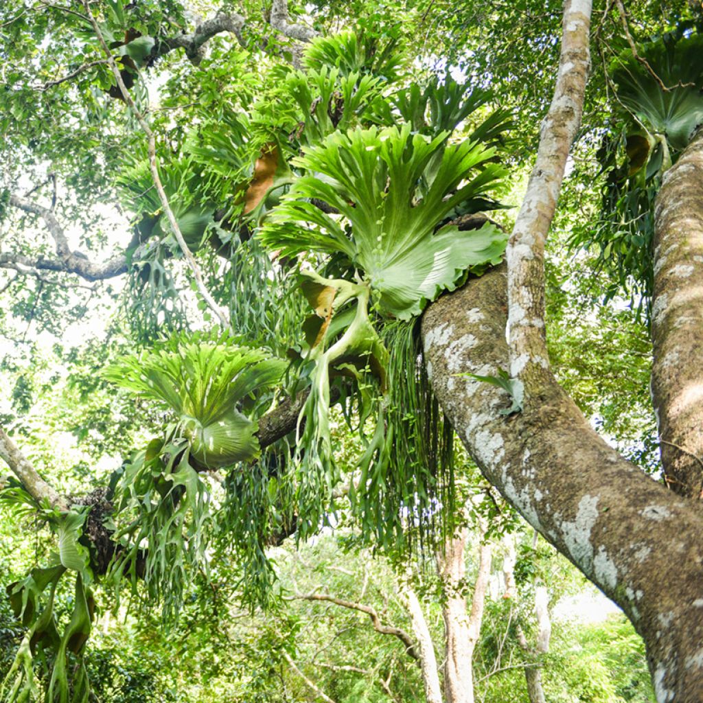 Geweihfarn - Platycerium bifurcatum