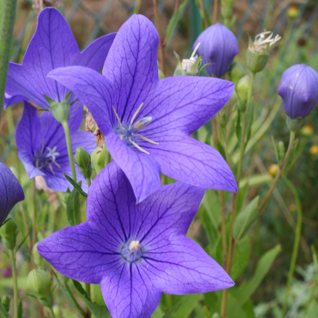Ballonblume Fuji Blue - Platycodon grandiflorus