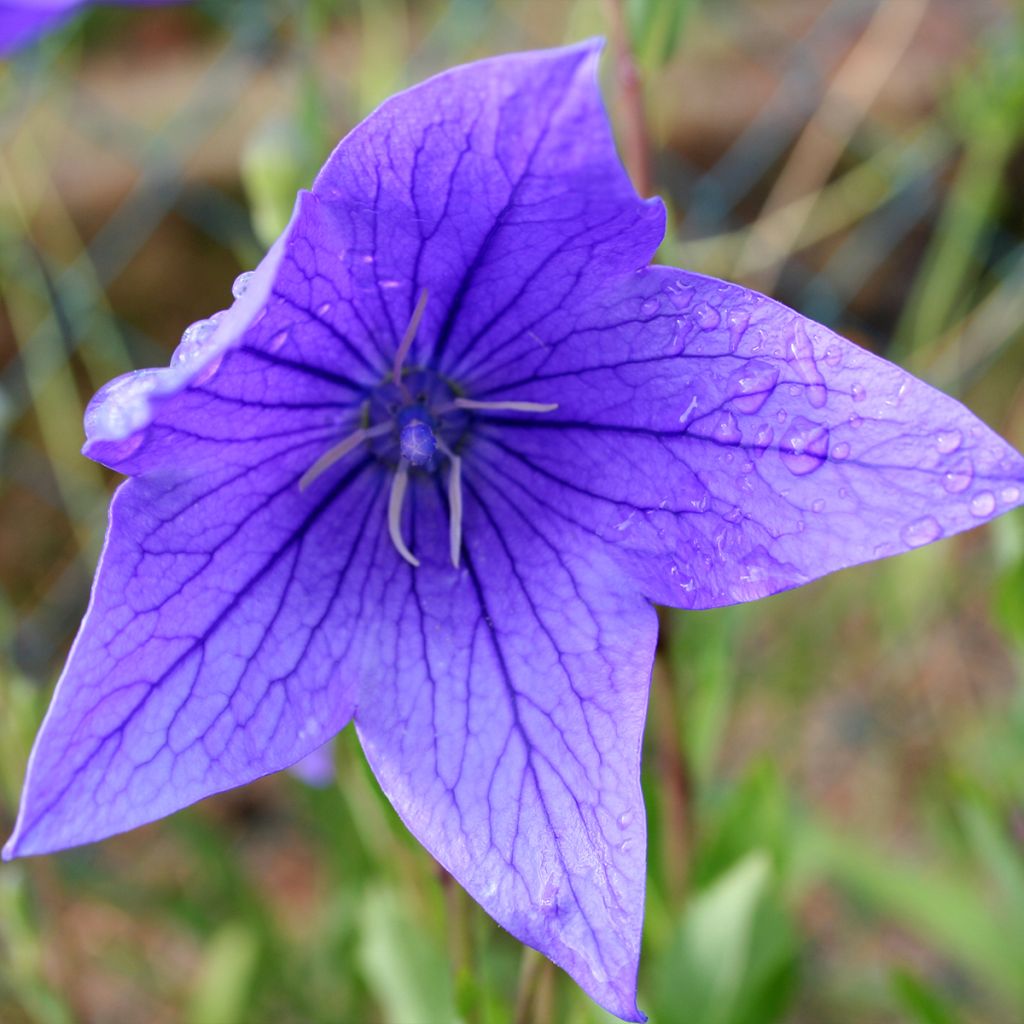 Ballonblume Fuji Blue - Platycodon grandiflorus