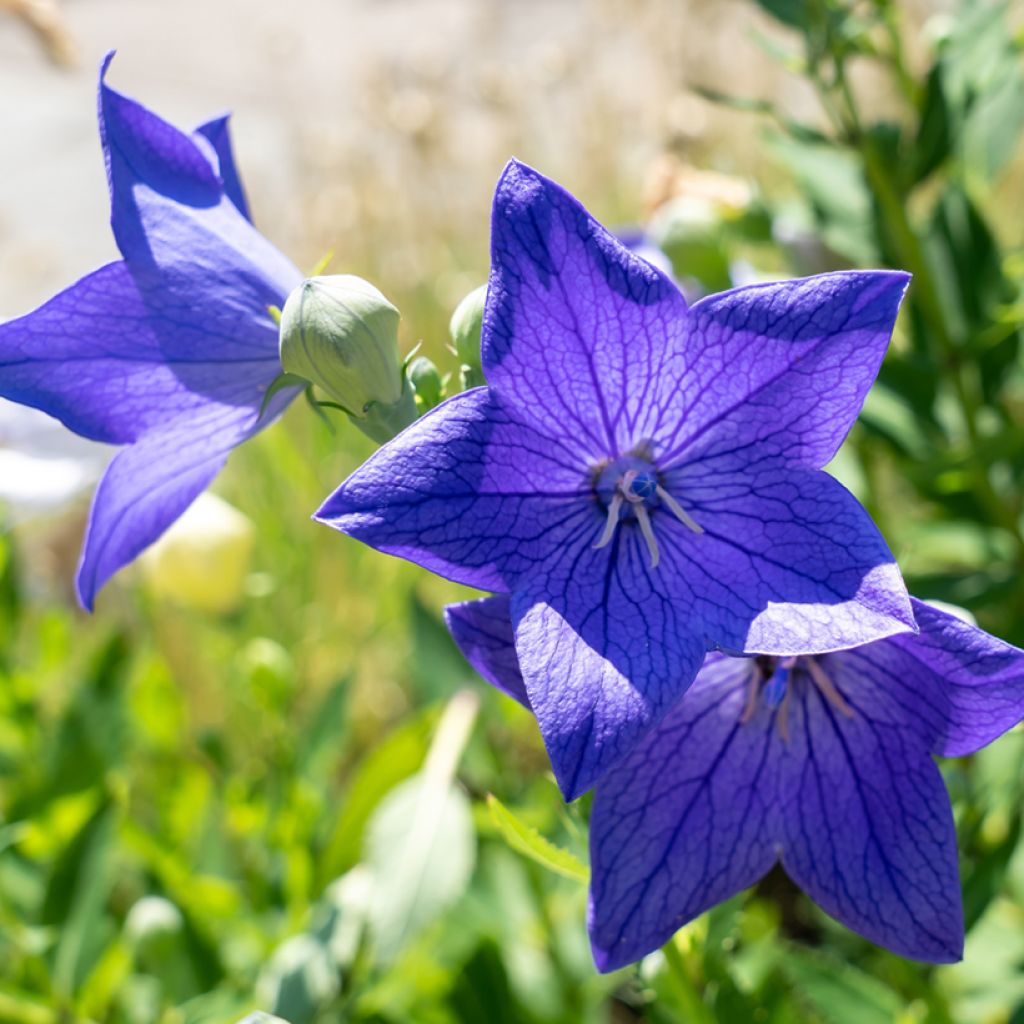 Ballonblume Fuji Blue - Platycodon grandiflorus