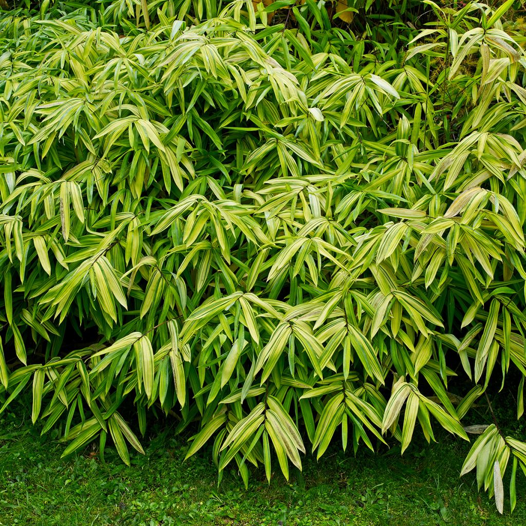 Pleioblastus auricomus - Gestreifter Zwergbambus