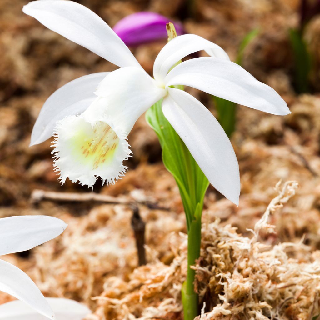 Pleione formosana Alba - Tibetorchidee