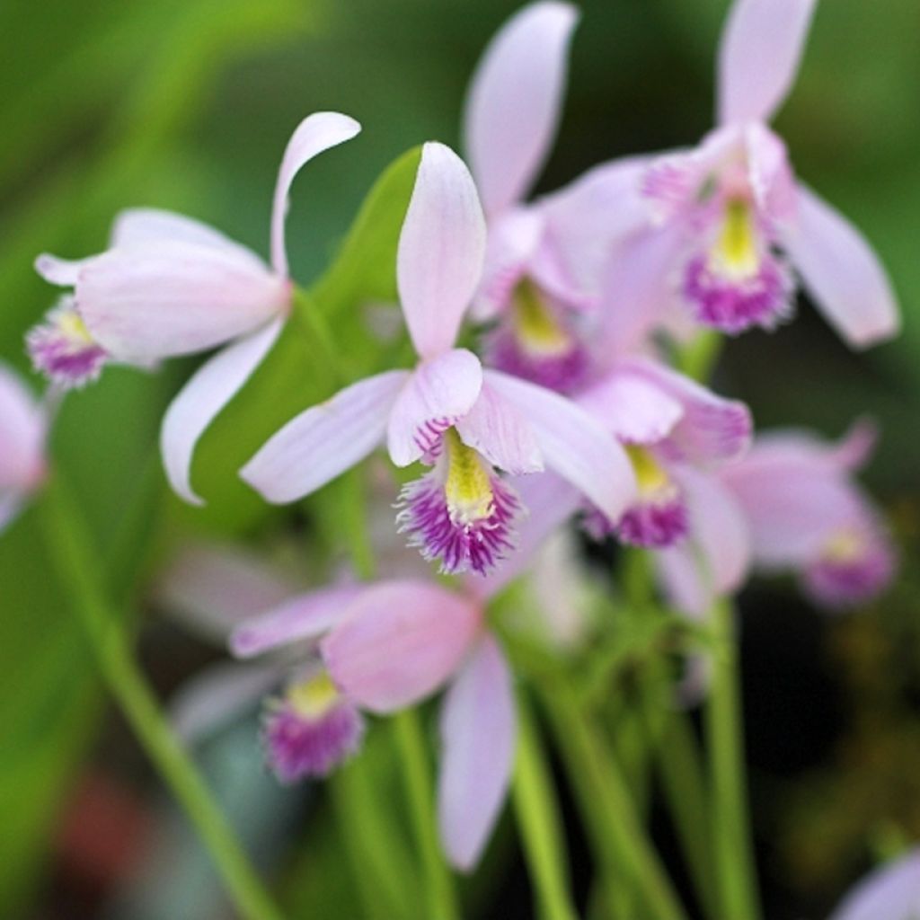 Pogonia ophioglossoides - Moorpogonie