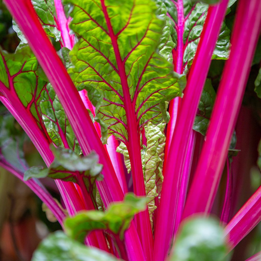 Grüner Mangold Fireworks BIO