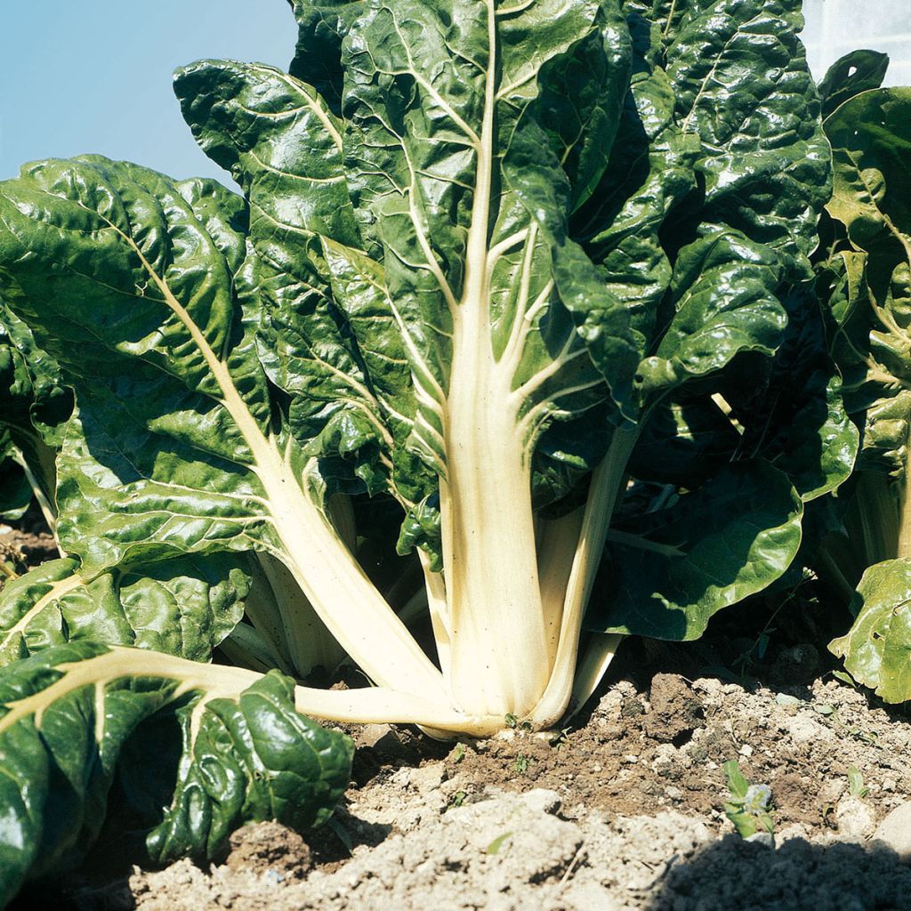 Grüner Mangold with White Rib 3 race B in seedlings