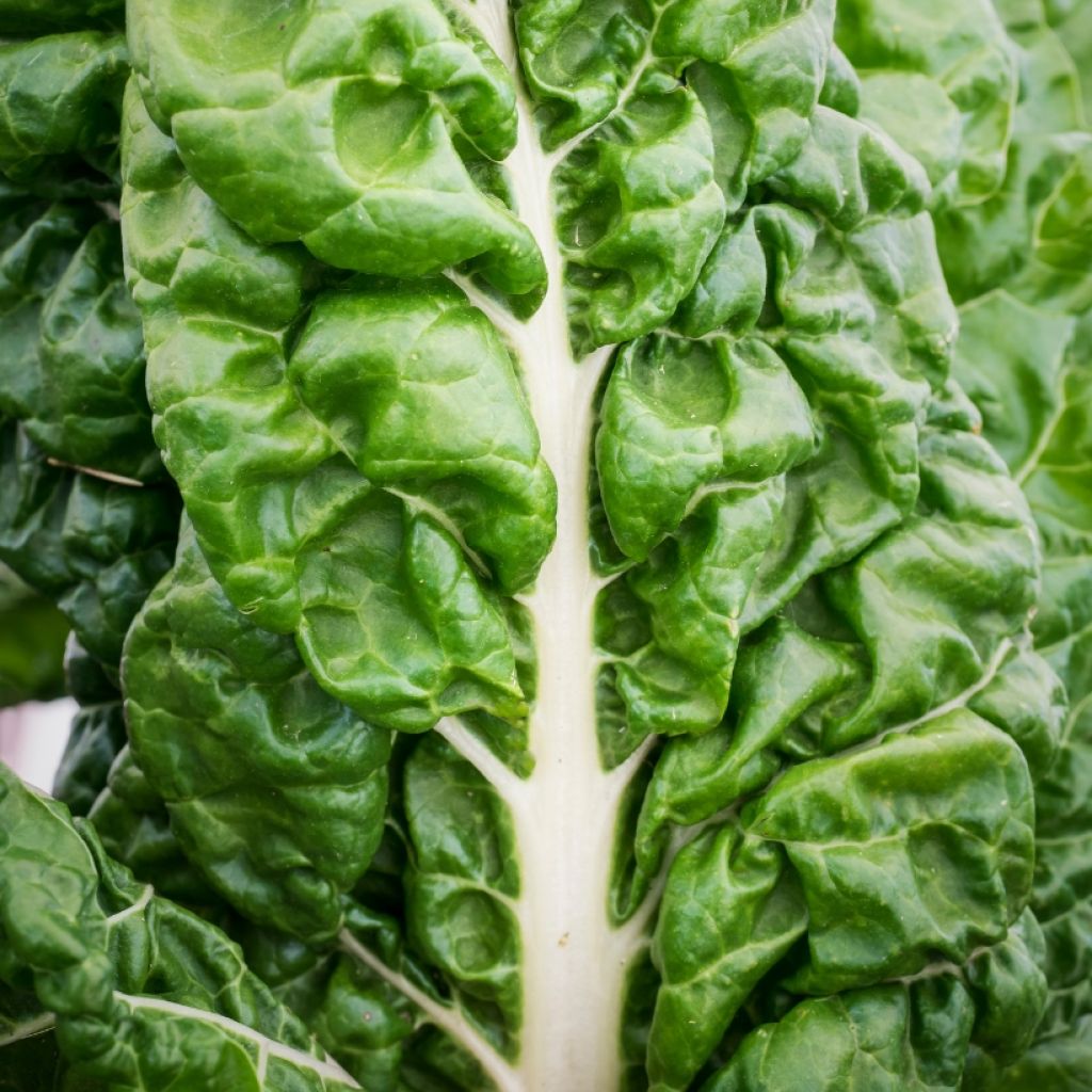 Grüner Mangold with White Rib 3 race B in seedlings