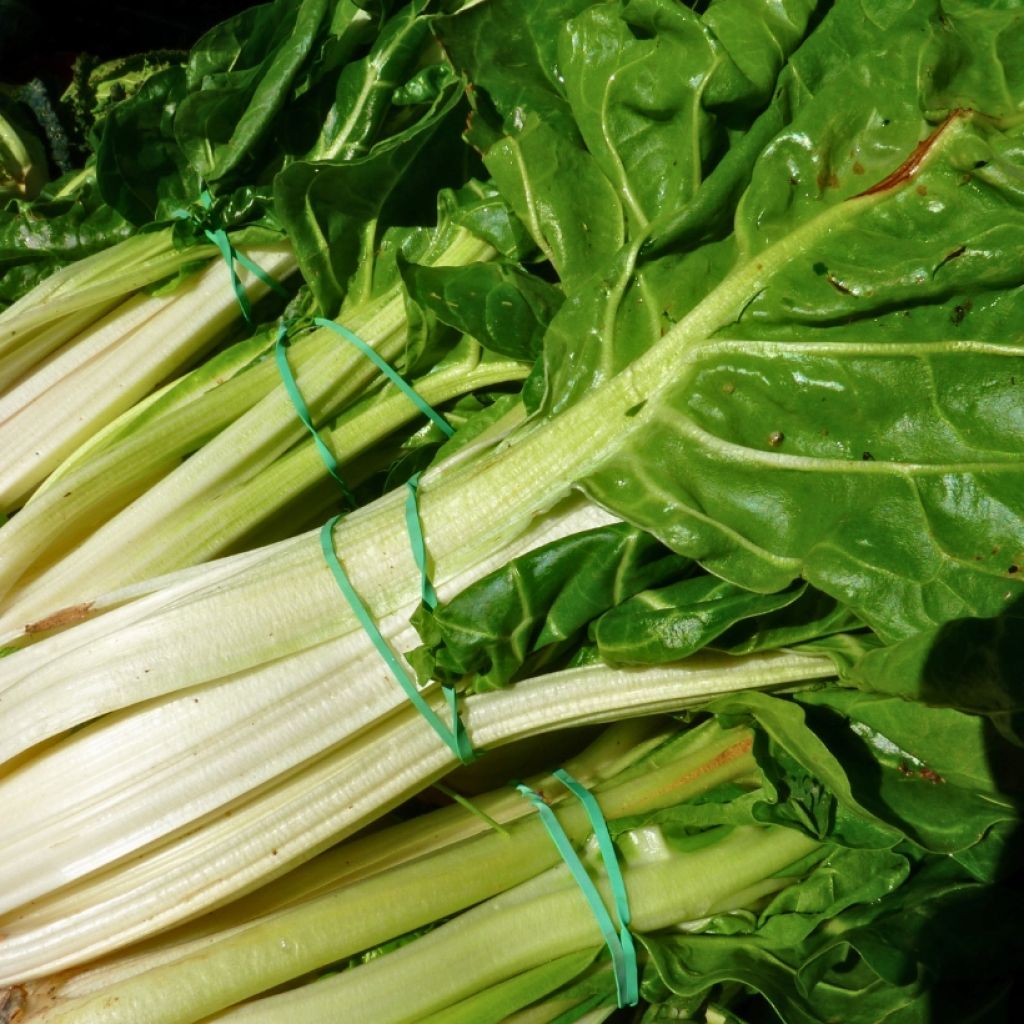 Grüner Mangold with White Rib 3 race B in seedlings