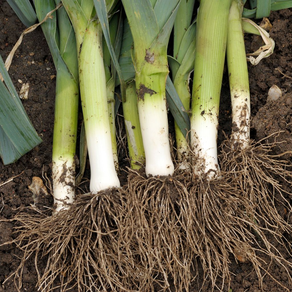 Lauch-Porree de Carentan 2 - Vilmorin