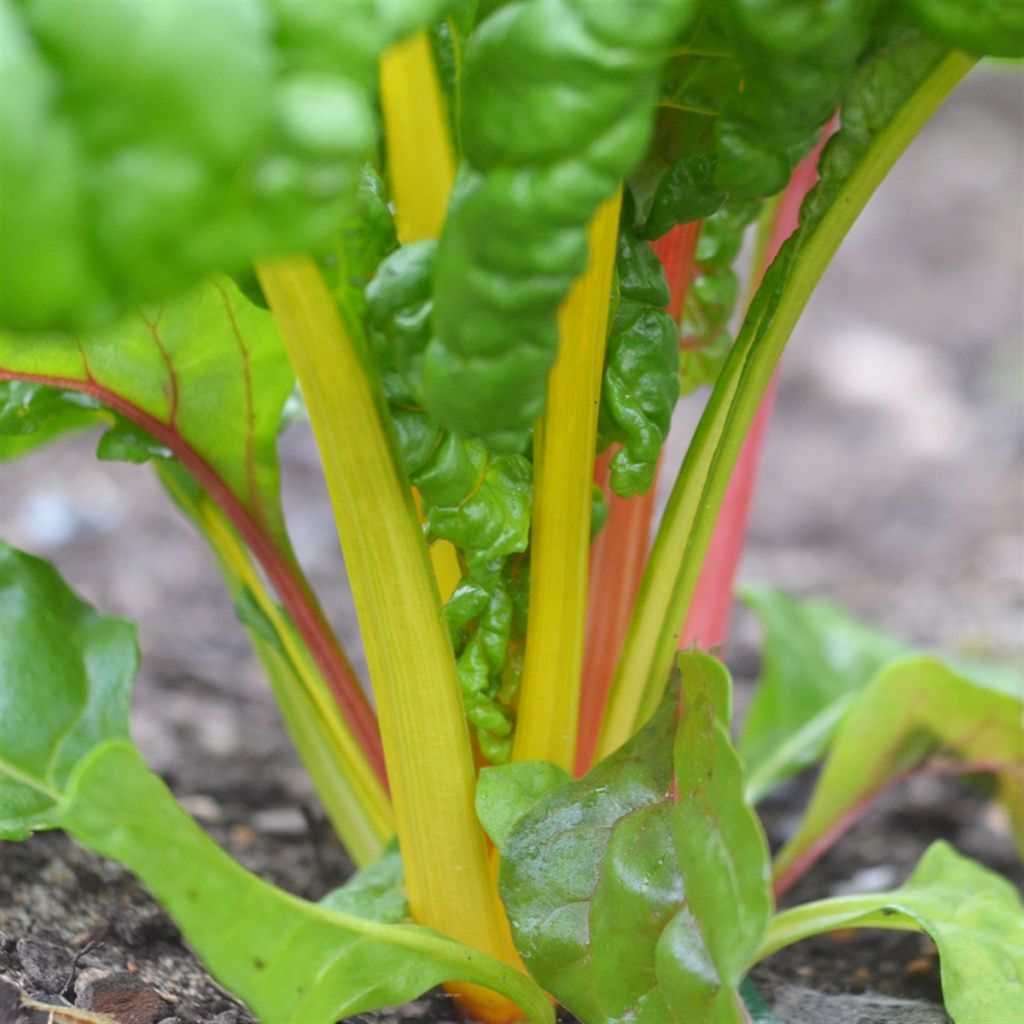 Mangold Bright Lights Bio - La Ferme de Sainte-Marthe