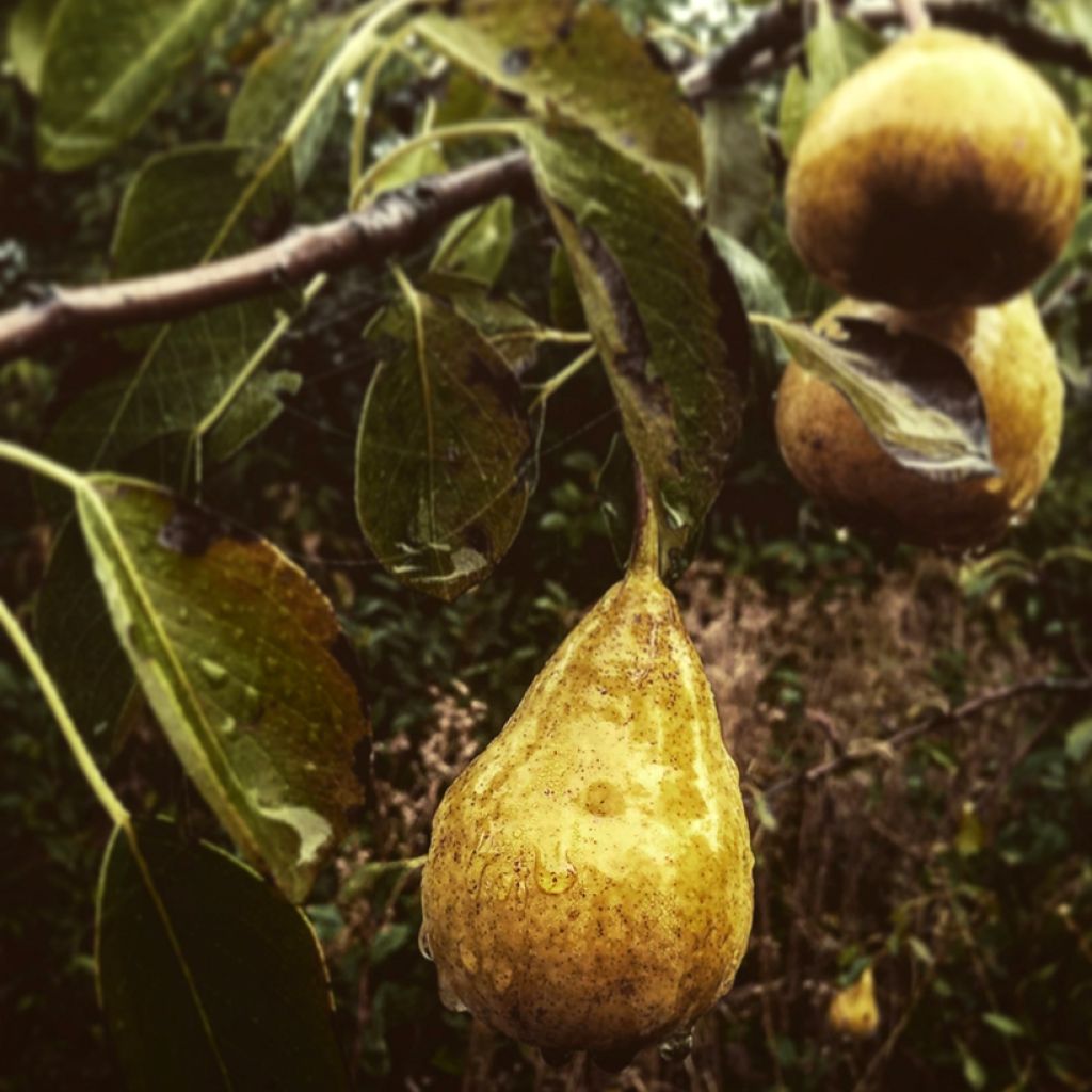 Birnbaum André Desportes Bio - Pyrus communis