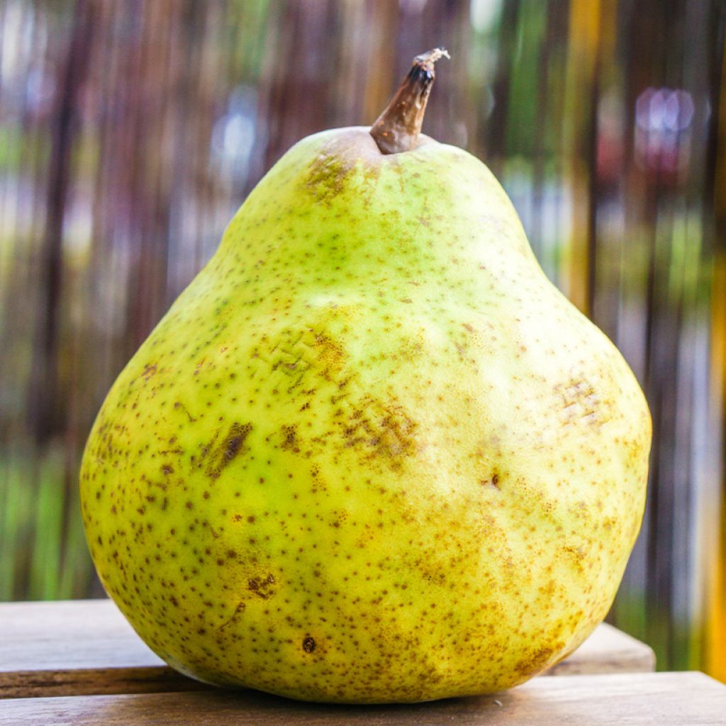 Birnbaum Bergamote de Parthenay Bio - Pyrus communis