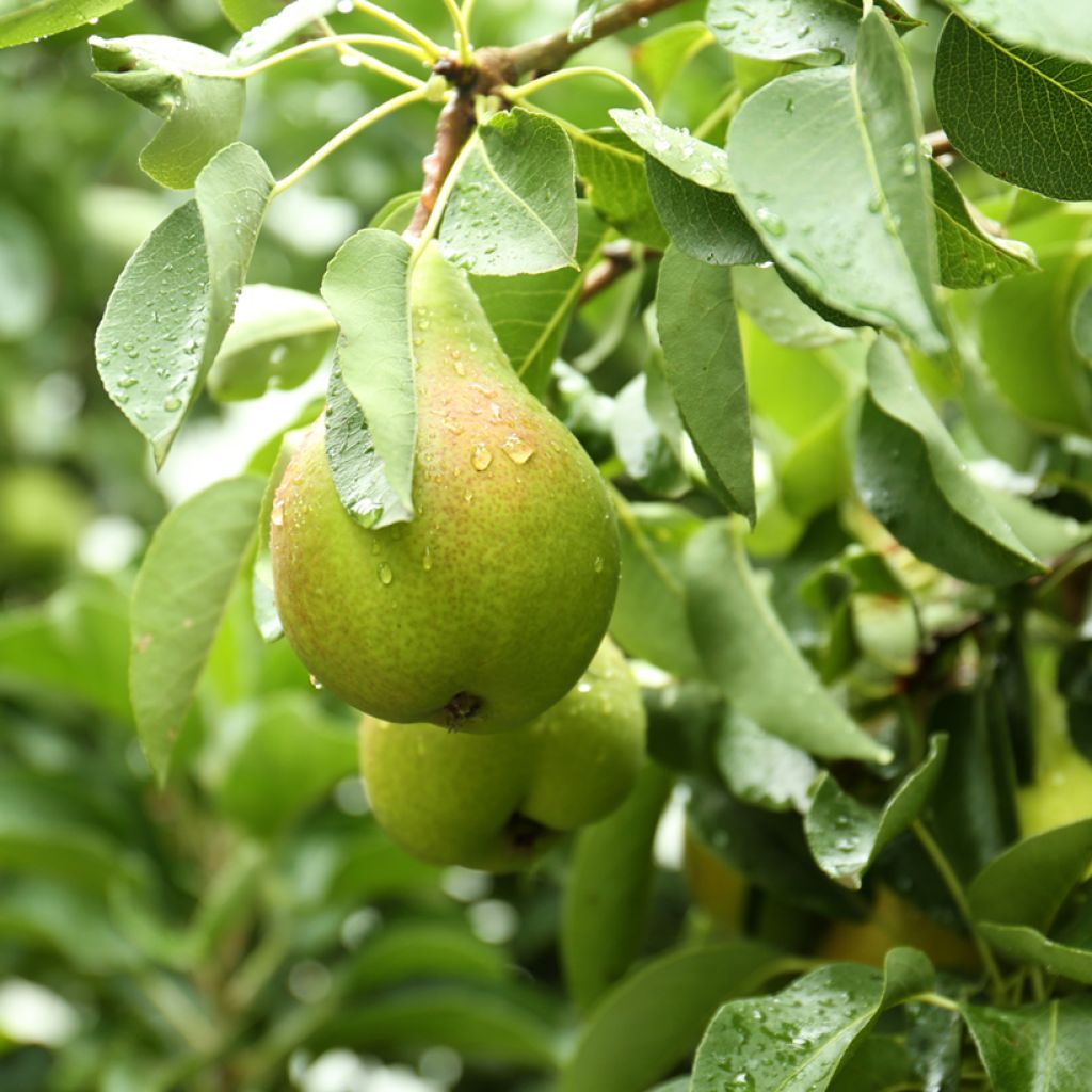 Birnbaum Curé, Poire de Curé Bio - Pyrus communis