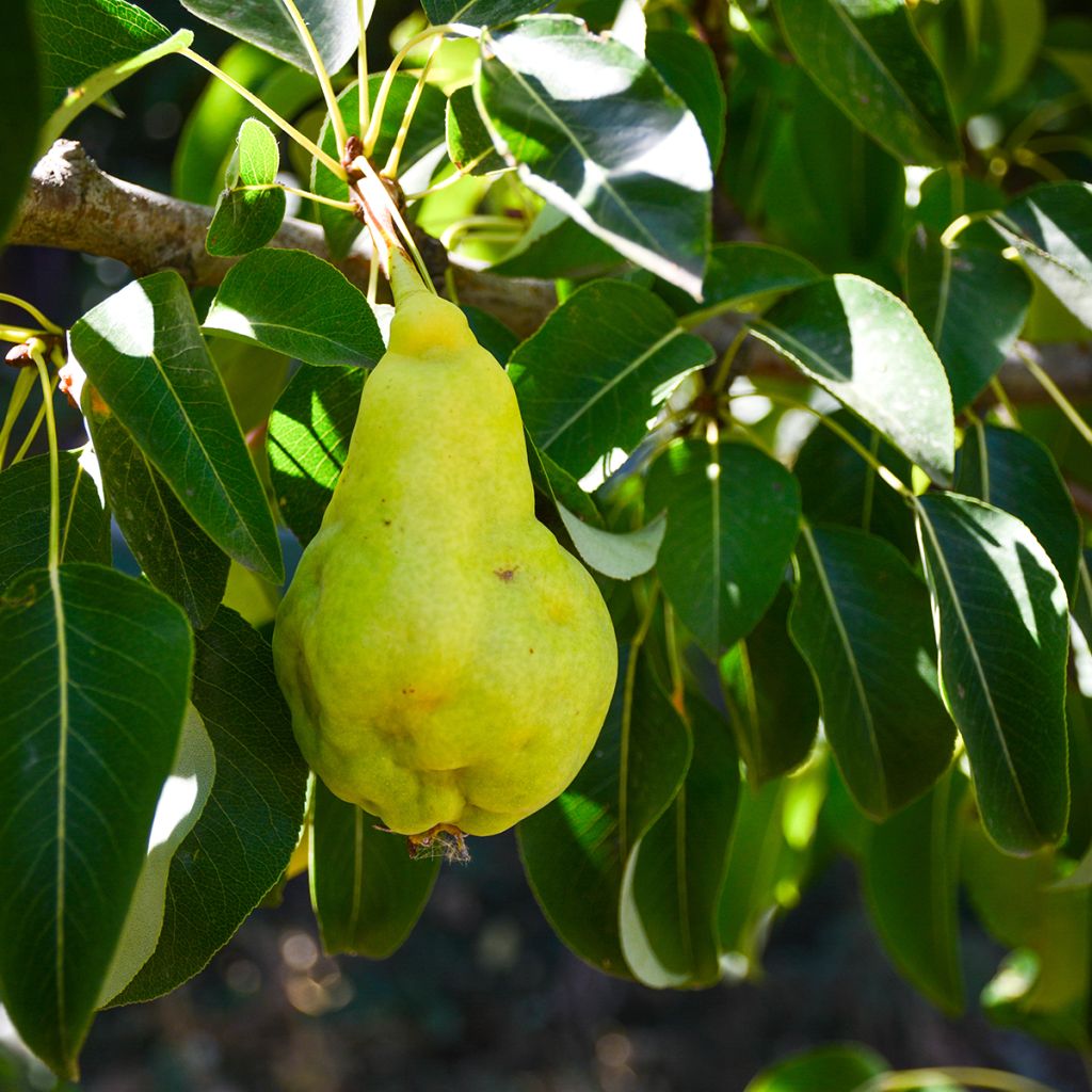 Chinesischer Birnbaum Early Shu - Pyrus bretschneideri
