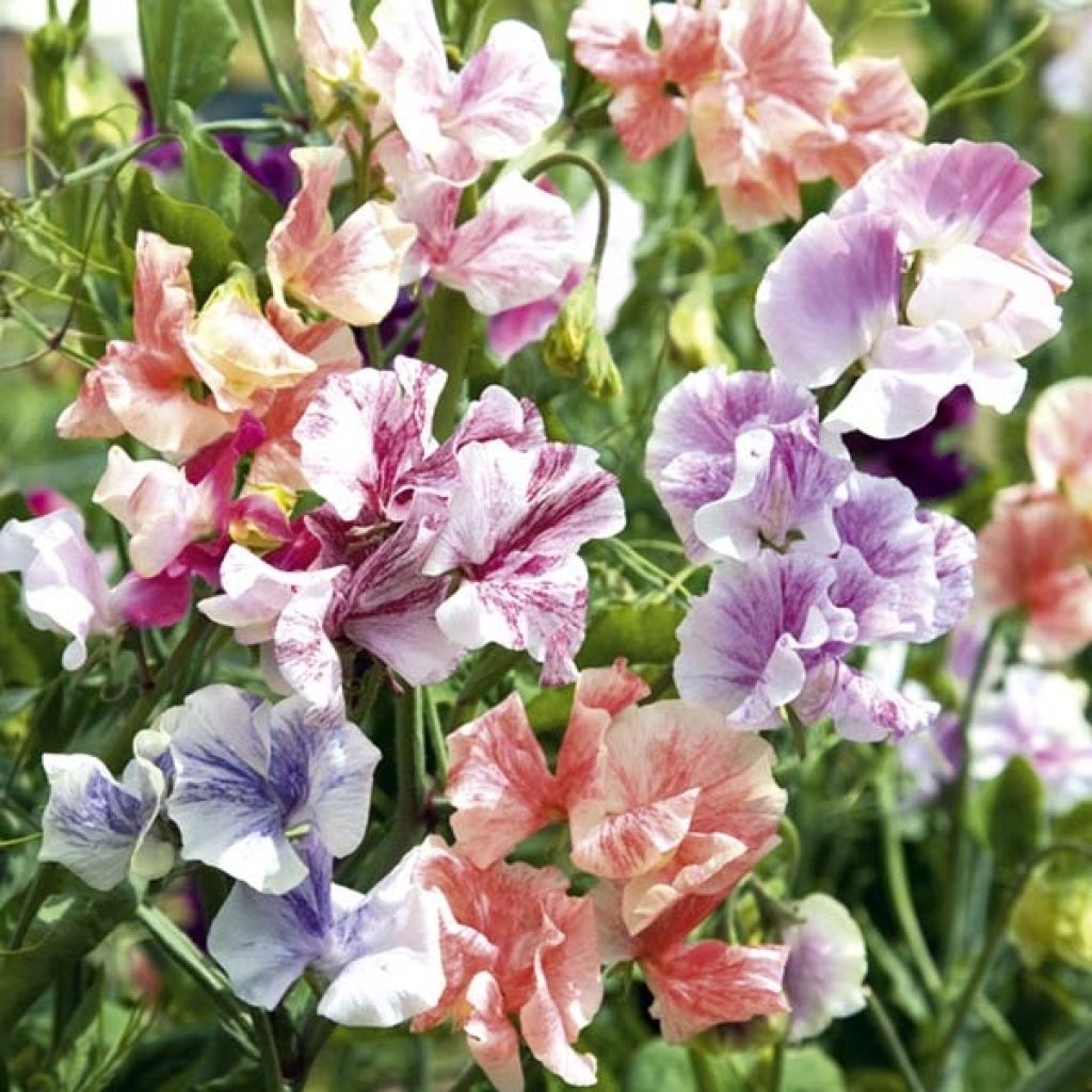 Duftwicke True Fragrance (Samen) - Lathyrus odoratus