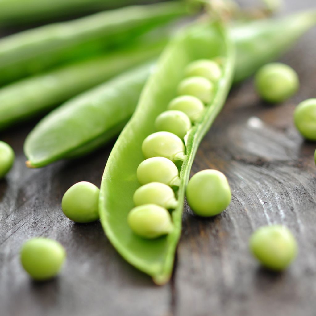 Zwergerbse Primavil - Vilmorin