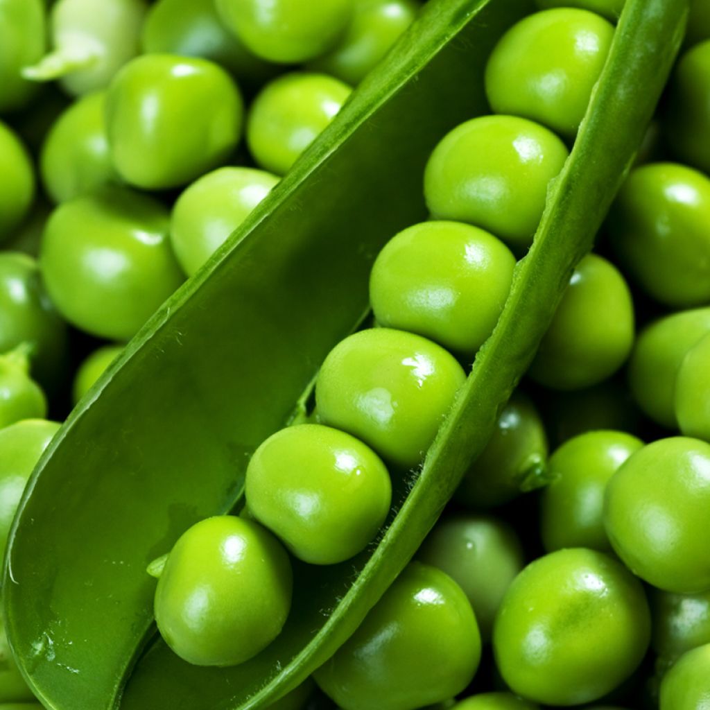 Zwergerbse Télévision - Vilmorin