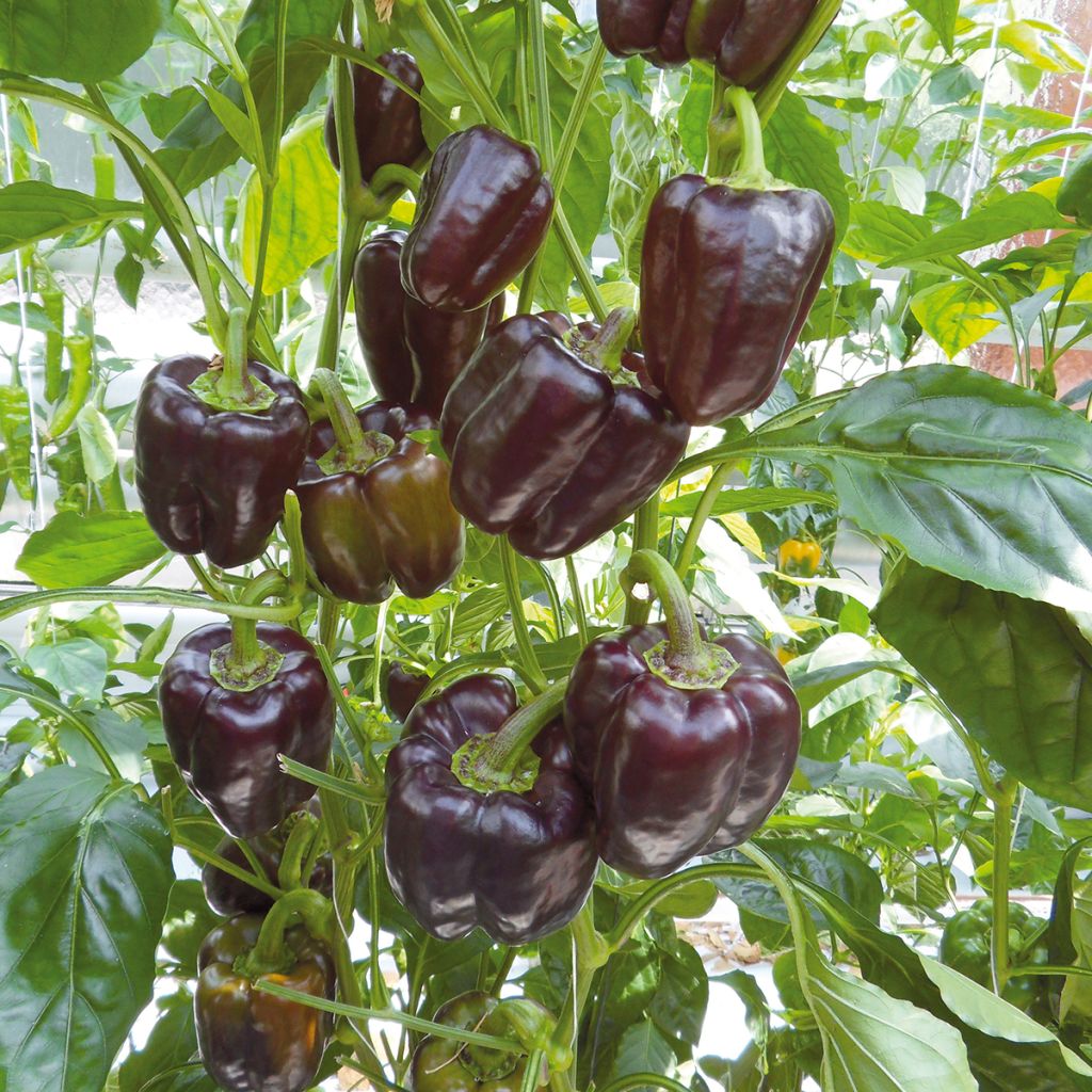 Paprika Bellania F1 Bio