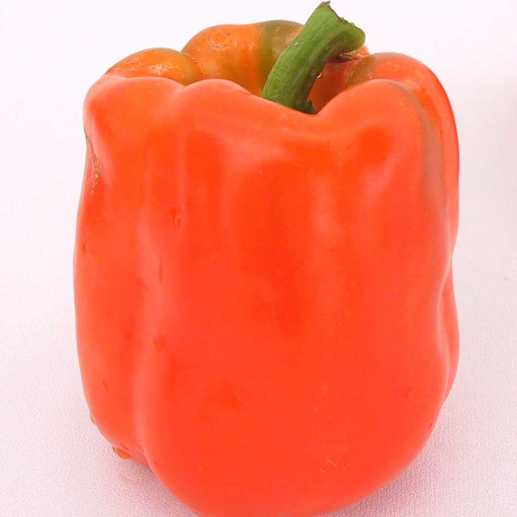 Paprika California Orange Wonder Bio - Ferme de Sainte Marthe