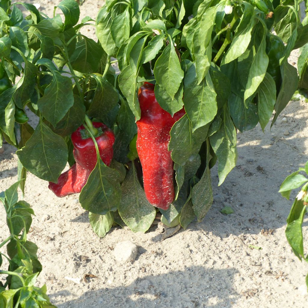 Poivron Corno di Toro Rosso (Samen)