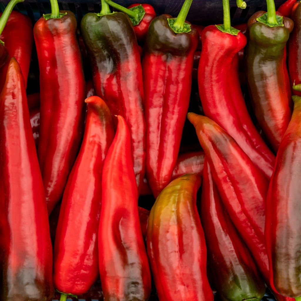 Poivron Corno di Toro Rosso (Samen)