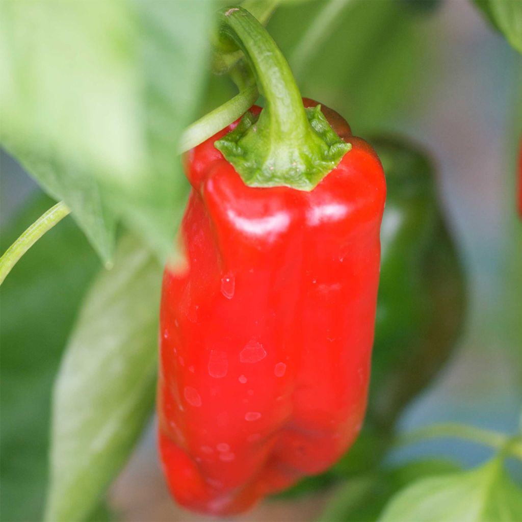 Paprika Poivron Marconi Rosso Bio - Ferme de Sainte Marthe