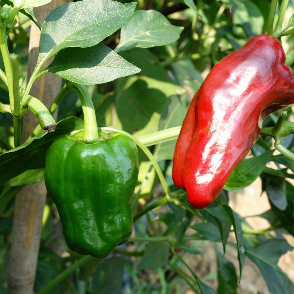 Paprika Poivron Marconi Rosso Bio - Ferme de Sainte Marthe